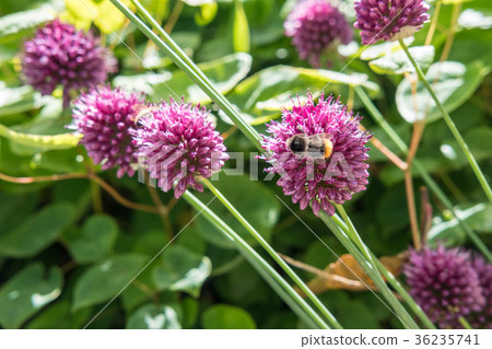 Allium Sphaerocephalon, also known as Drumsticks Allium Sphaerocephalon, also known as Drumsticks 36235741