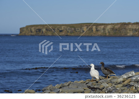 Pair of Kelp Geese Pair of Kelp Geese 36236125