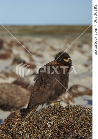 Striated Caracara Striated Caracara 36236195