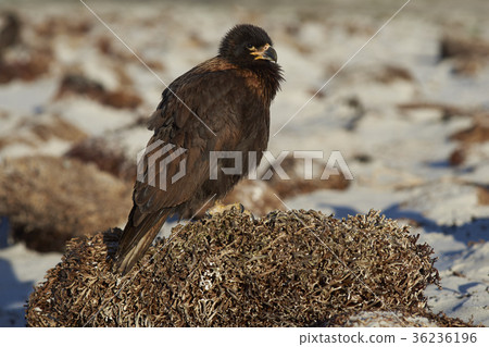 Striated Caracara Striated Caracara 36236196