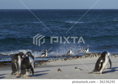 Gentoo Penguins coming ashore Gentoo Penguins coming ashore 36236295