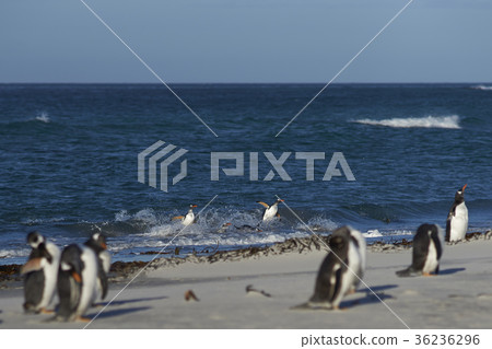 Gentoo Penguins coming ashore 36236296
