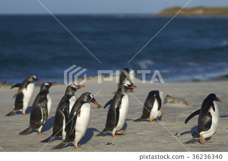Gentoo Penguins on a sandy beach. Gentoo Penguins on a sandy beach. 36236340
