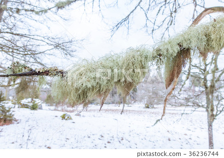 Fishbone beard lichen 36236744