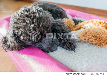 Miniature Poodle Miniature Poodle 36236751