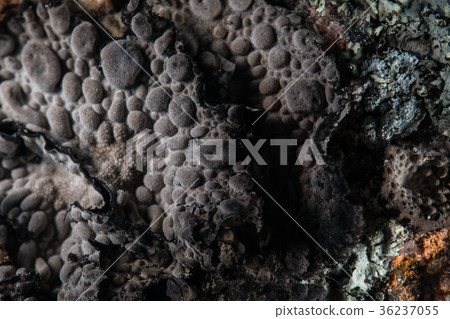 Lichen Lichen 36237055