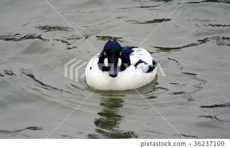 Common Goldeneye Drake Common Goldeneye Drake 36237100