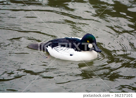 Common Goldeneye Drake 36237101