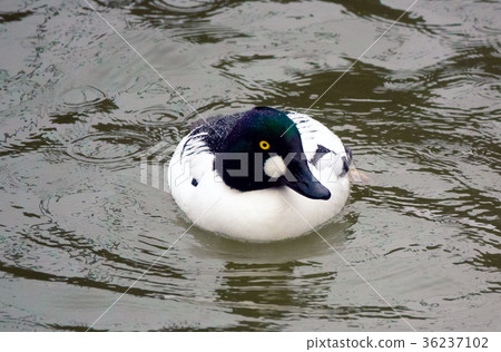 Common Goldeneye Drake Common Goldeneye Drake 36237102