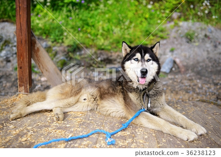 Husky dog closeup portrait in natural light Husky dog closeup portrait in natural light 36238123