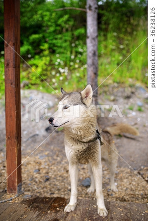 Husky dog closeup portrait in natural light Husky dog closeup portrait in natural light 36238126