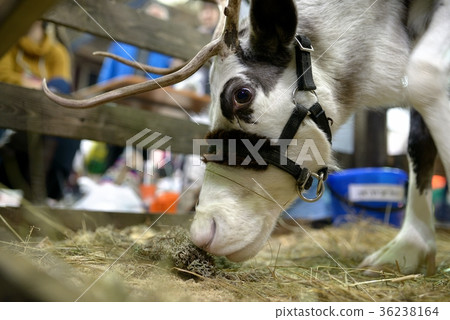 Reindeer at the zoo 36238164