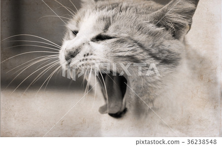 Artwork in retro style, cat Artwork in retro style, cat 36238548