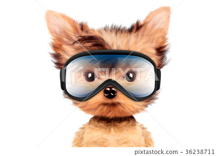 Funny Dog wearing ski goggles. Christmas concept 36238711