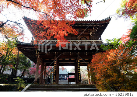 Kozan寺秋葉 36239012