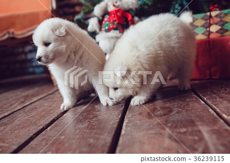 Cute samoed puppies near a Christmas tree. New Cute samoed puppies near a Christmas tree. New 36239115