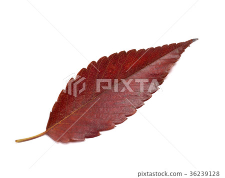 黃色葉子離開Zelkova 36239128