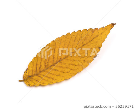 Leaves of yellow leaves Zelkova 36239171