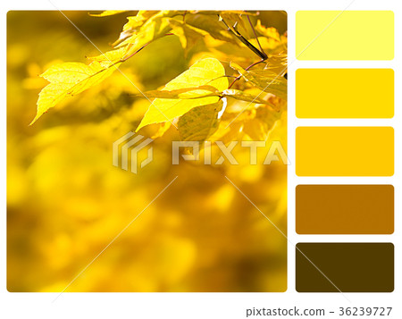 Colour palette swatch. Colour palette swatch. 36239727