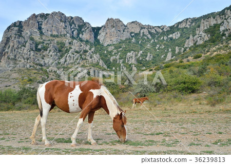 Horse grazing in the valley of ghosts in the 36239813