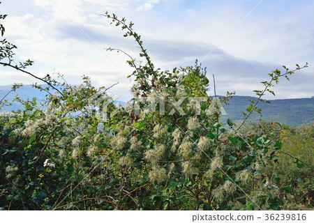 Hairy shrub with white flowers in the mountains Hairy shrub with white flowers in the mountains 36239816
