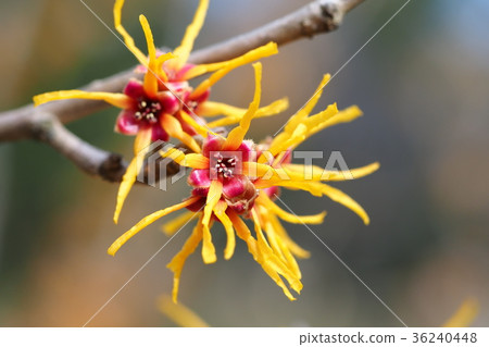 Cinnaman Sak flower 36240448