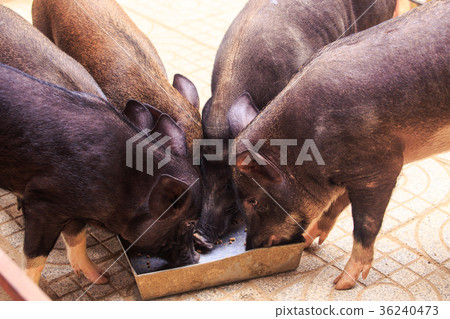 Closeup Black Pigs Eat from Trough in Zoo 36240473