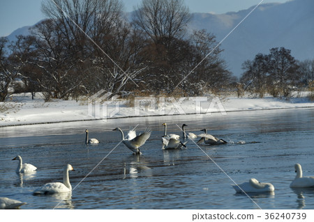 Swan in Lake Inawashiro 36240739