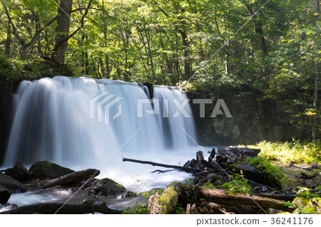 Shishi Otaki Oirase mountain stream [Aomori Prefecture] 36241176
