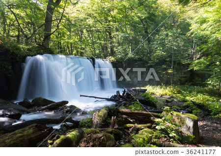 Shishi Otaki Oirase mountain stream [Aomori Prefecture] 36241177