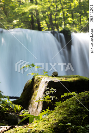 Shishi Otaki Oirase mountain stream [Aomori Prefecture] 36241201