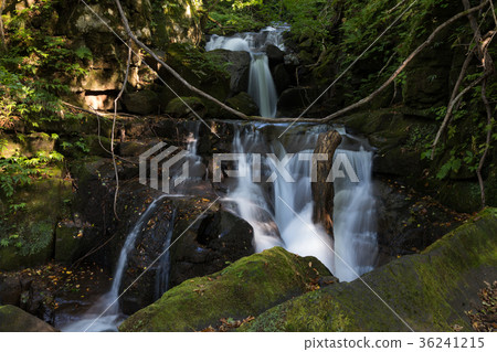 Flow of a cold stream Oirase mountain stream [Aomori Prefecture] 36241215