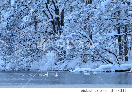 Swan in Lake Inawashiro 36243311