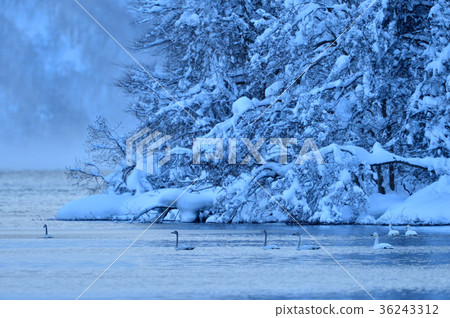 Swan in Lake Inawashiro 36243312