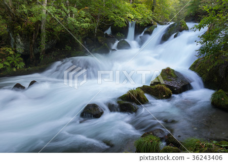 阿蘇拉流奧入瀨山流[青森縣] 36243406