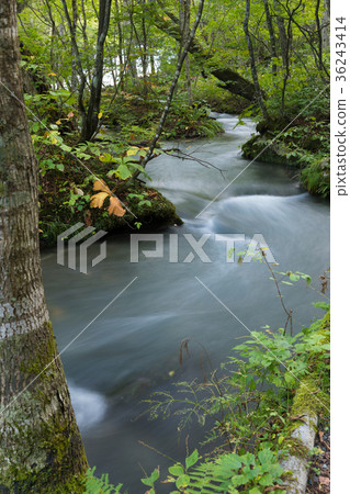 阿蘇拉流奧入瀨山流[青森縣] 36243414