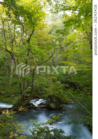 阿蘇拉流奧入瀨山流[青森縣] 36243416