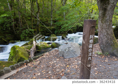 阿蘇拉流奧入瀨山流[青森縣] 36243418