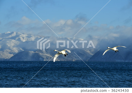 Swan in Lake Inawashiro Swan in Lake Inawashiro 36243430