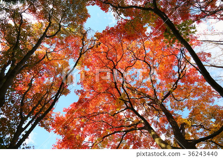 楓樹的花園 楓樹的花園 36243440