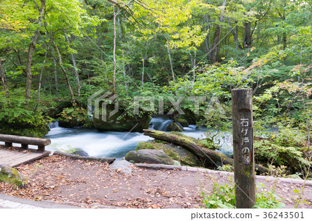 Ishigado沒有ose Oirase山澗[青森縣] 36243501
