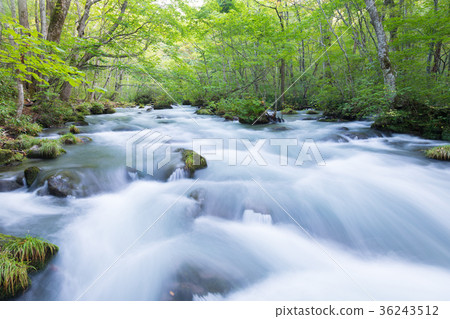 Sanroku flow Oirase mountain stream [Aomori Prefecture] 36243512