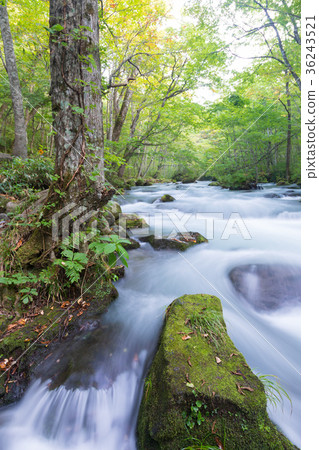 Sanroku flow Oirase mountain stream [Aomori Prefecture] 36243521