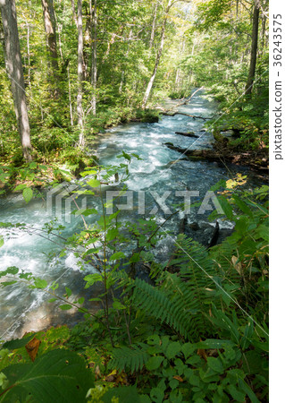 Oirase mountain stream summer [Aomori Prefecture] 36243575