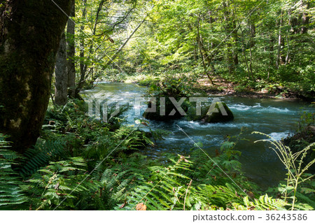 Oirase mountain stream summer [Aomori Prefecture] 36243586