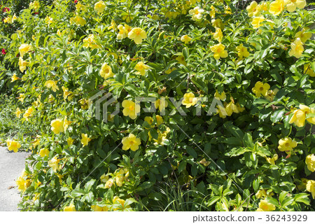 Obana Aria Kekazura(石垣島的風景) Obana Aria Kekazura(石垣島的風景) 36243929