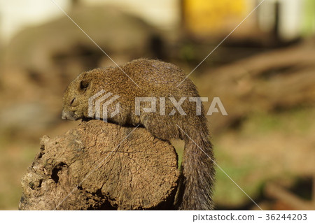Squirrel while taking a nap 36244203