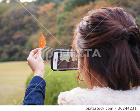 Leaf ghost Leaf ghost 36244231