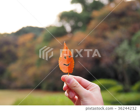 Leaf ghost Leaf ghost 36244232