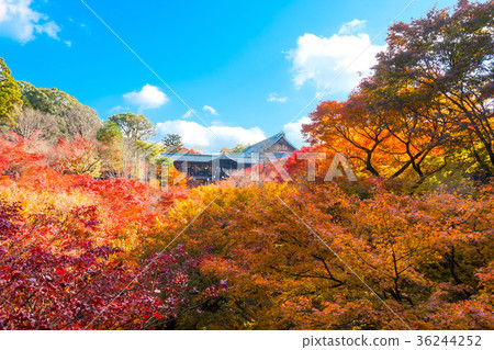 Tofukuji Tonchibashi秋葉 36244252